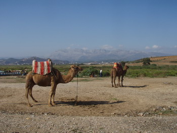 Camels